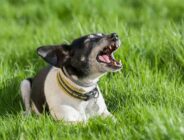 Ezan vakti neden köpekler havlar ve ulur