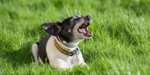 Ezan vakti neden köpekler havlar ve ulur