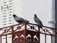 Balkona Kuş Konması Durumu